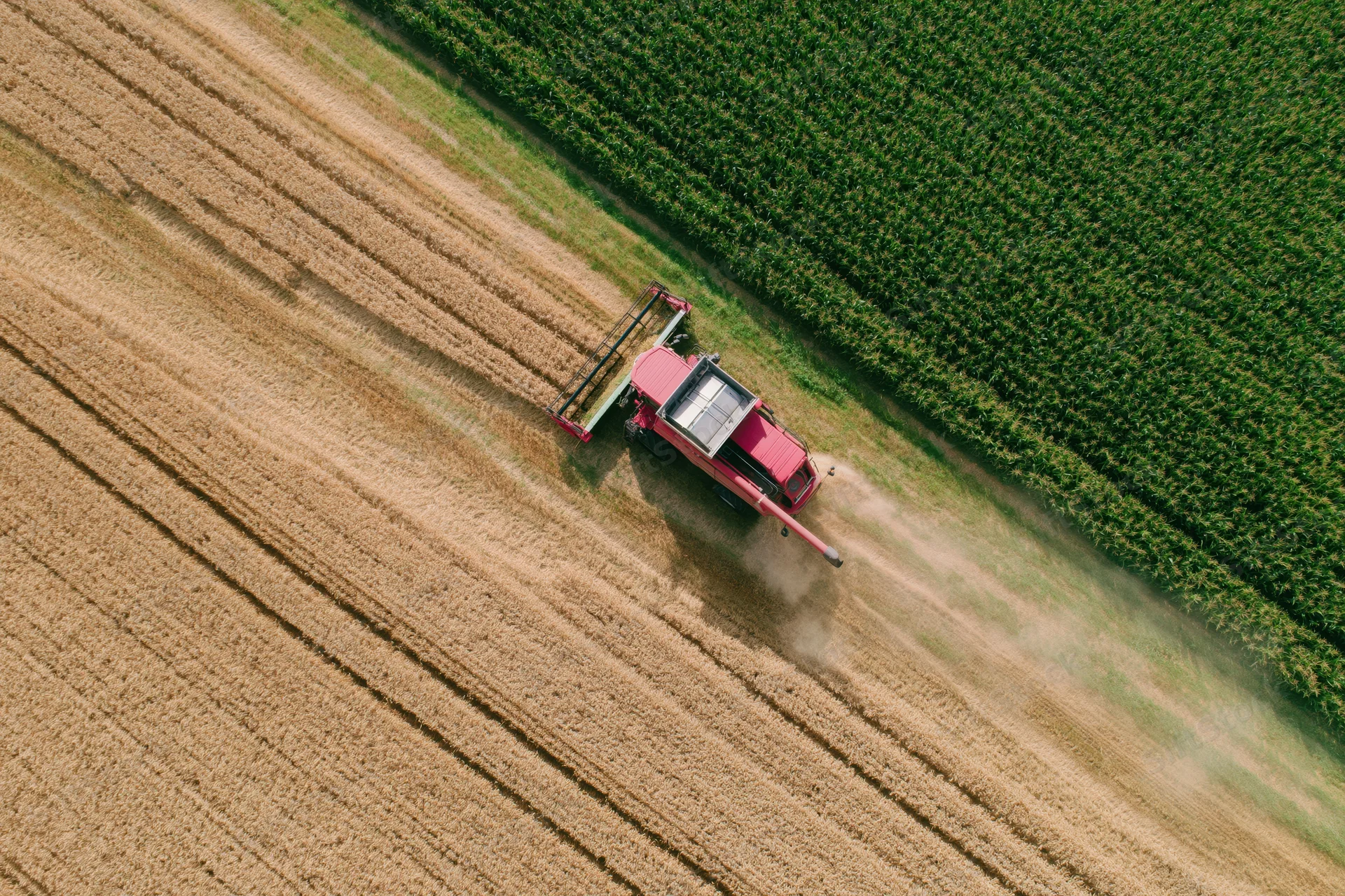 Red combine harvester harvesting wheat in a field next to a green cornfield from an aerial view