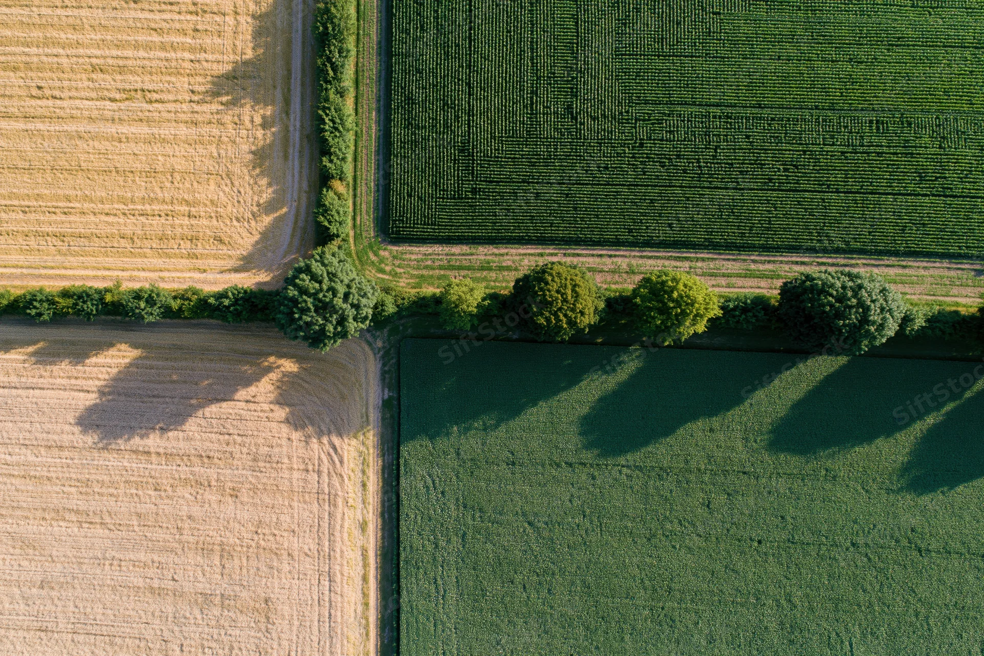 Aerial view of intersecting farmland fields with corn and wheat crops, bordered by trees and hedges