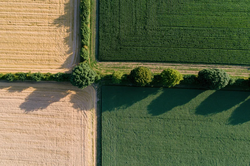 Aerial view of intersecting farmland fields with corn and wheat crops, bordered by trees and hedges