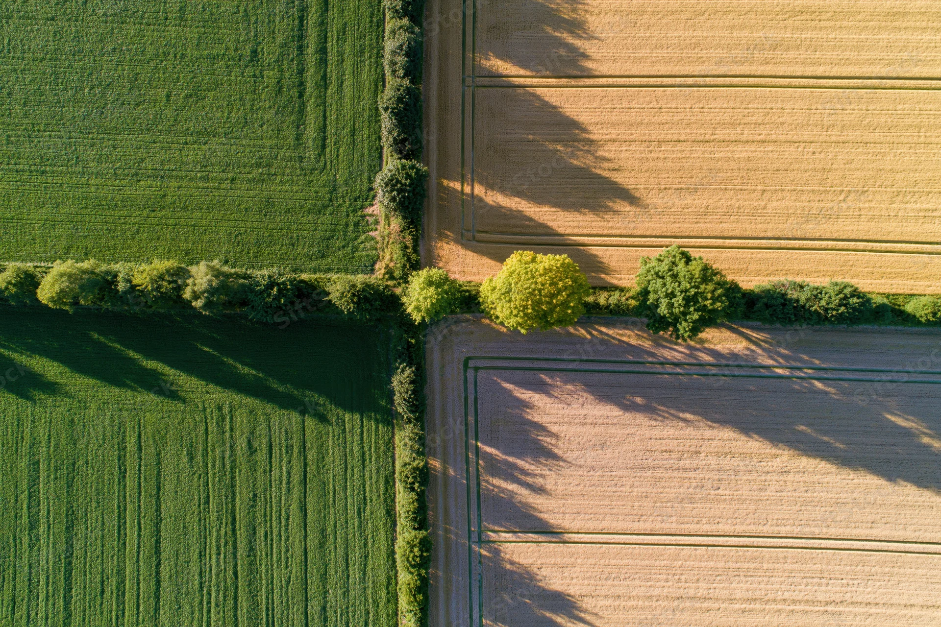 Aerial view of intersecting green and golden agricultural fields with hedgerows and trees