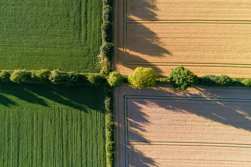 Aerial view of intersecting green and golden agricultural fields with hedgerows and trees