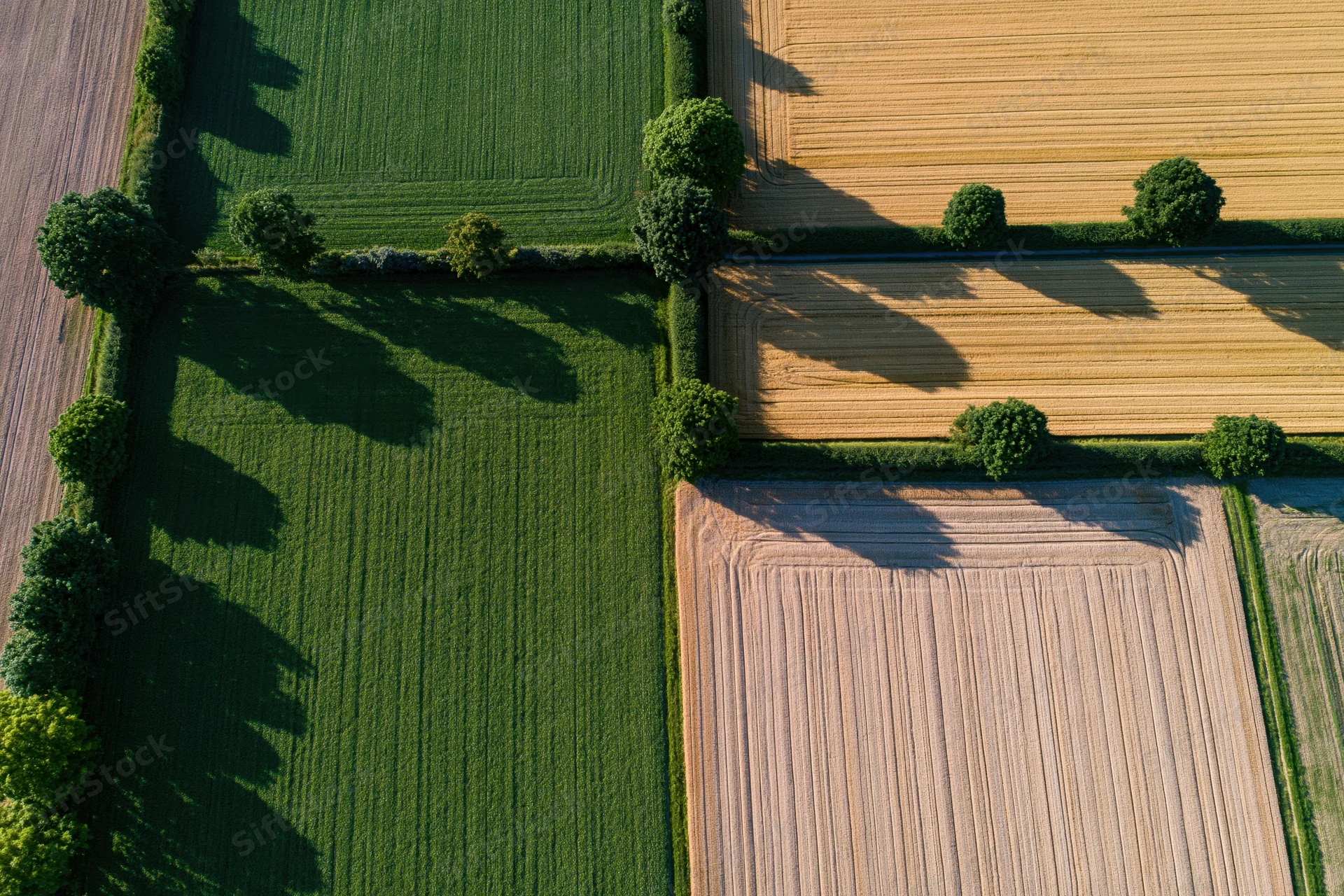 Aerial view of patchwork farmland with green and golden fields separated by hedgerows and trees