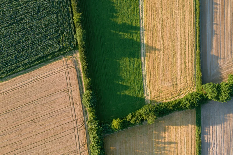 Aerial view of patchwork farmland with green and golden fields separated by hedges and tree lines