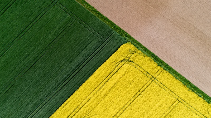 Aerial top-down view of three adjoining agricultural fields with green, yellow, and brown crops in a geometric pattern