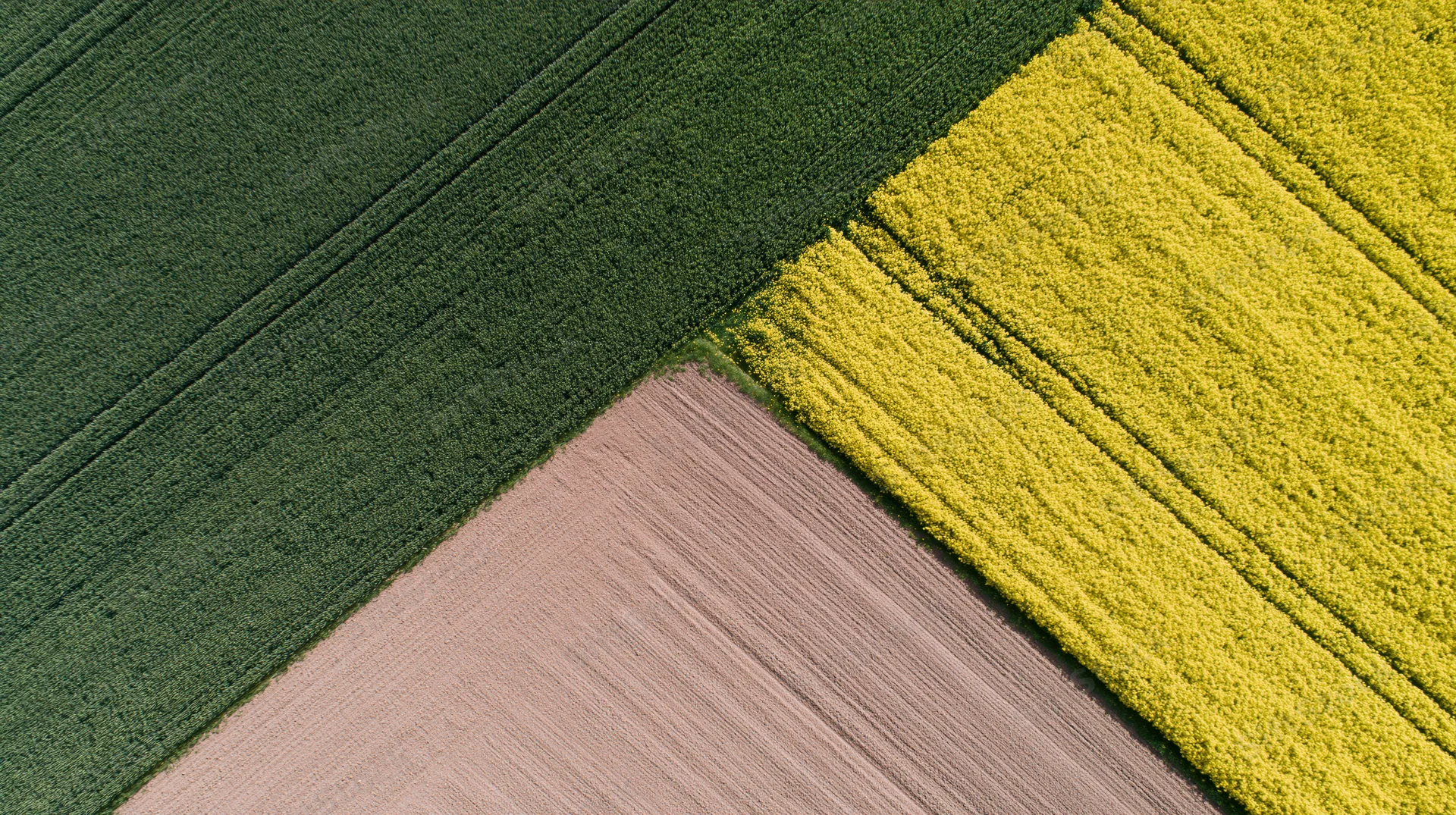Aerial view of three adjoining agricultural fields in green, yellow and brown, showing crop rotation and plowed soil