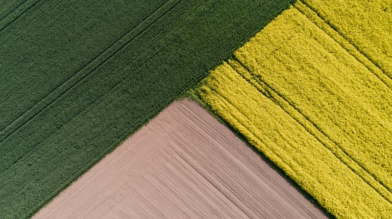 Aerial view of three adjoining agricultural fields in green, yellow and brown, showing crop rotation and plowed soil