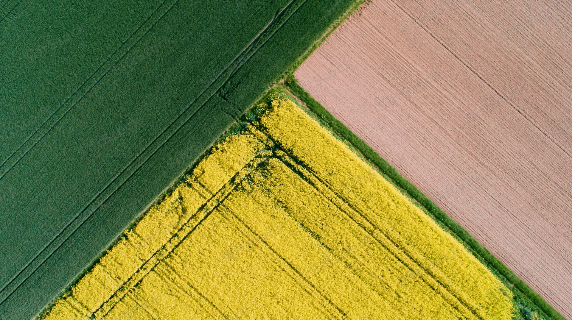 Aerial view of three adjoining agricultural fields with green, yellow, and brown crops from above