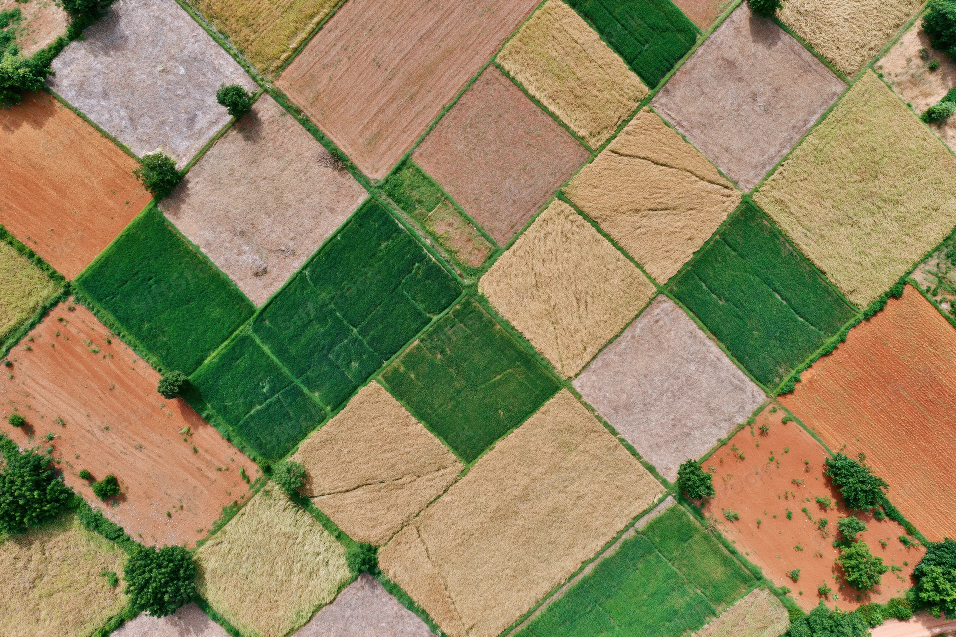 Aerial top-down view of patchwork farmland with geometric fields in various stages of cultivation