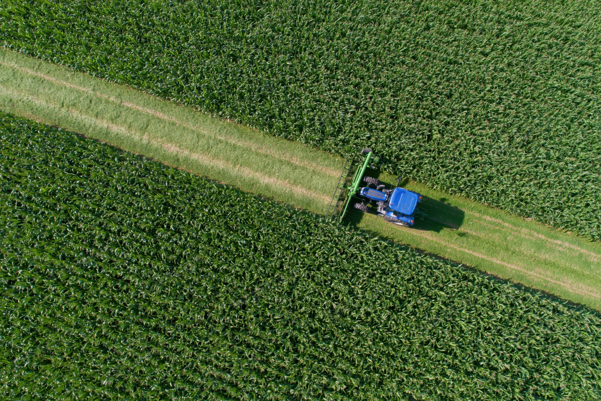 Blue tractor harvesting corn in a green field from above