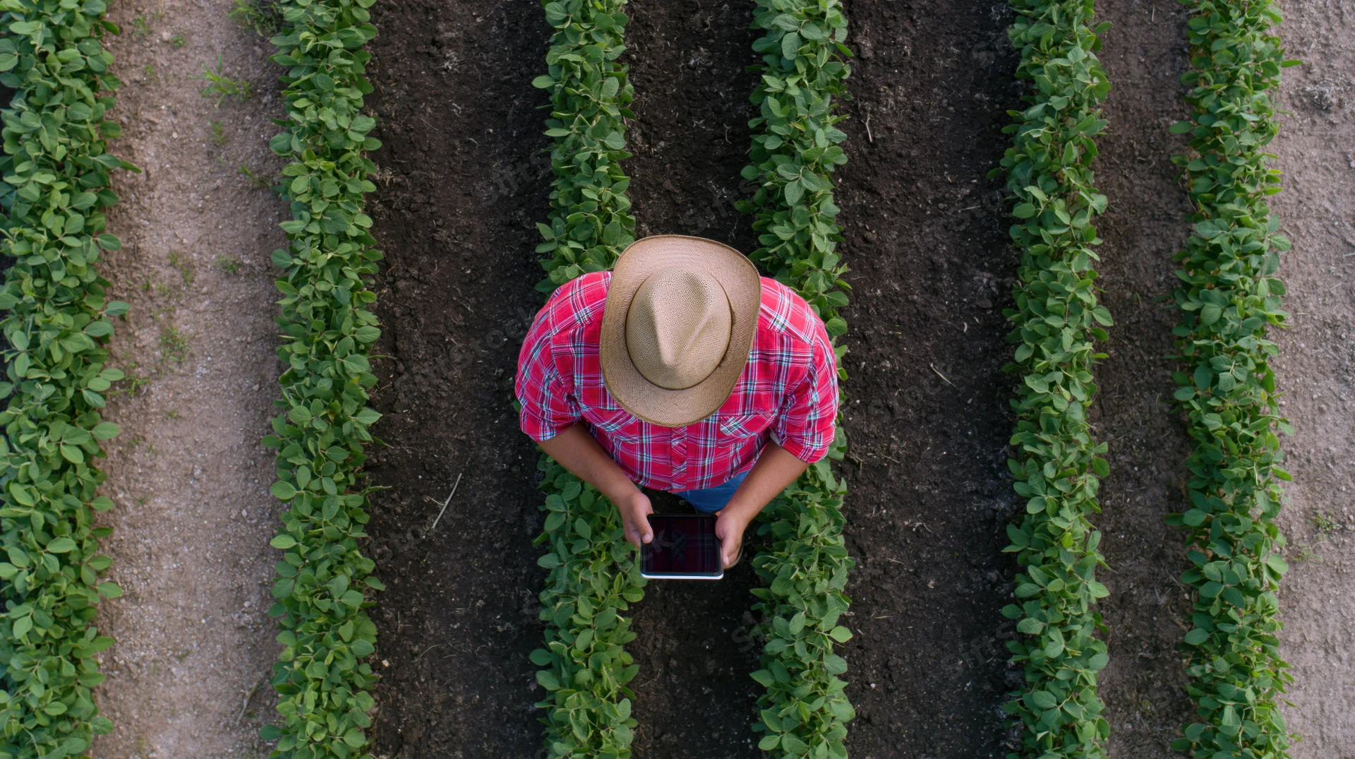 Farmer using tablet in soybean field from aerial top-down view