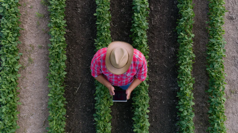 Farmer using tablet in soybean field from aerial top-down view