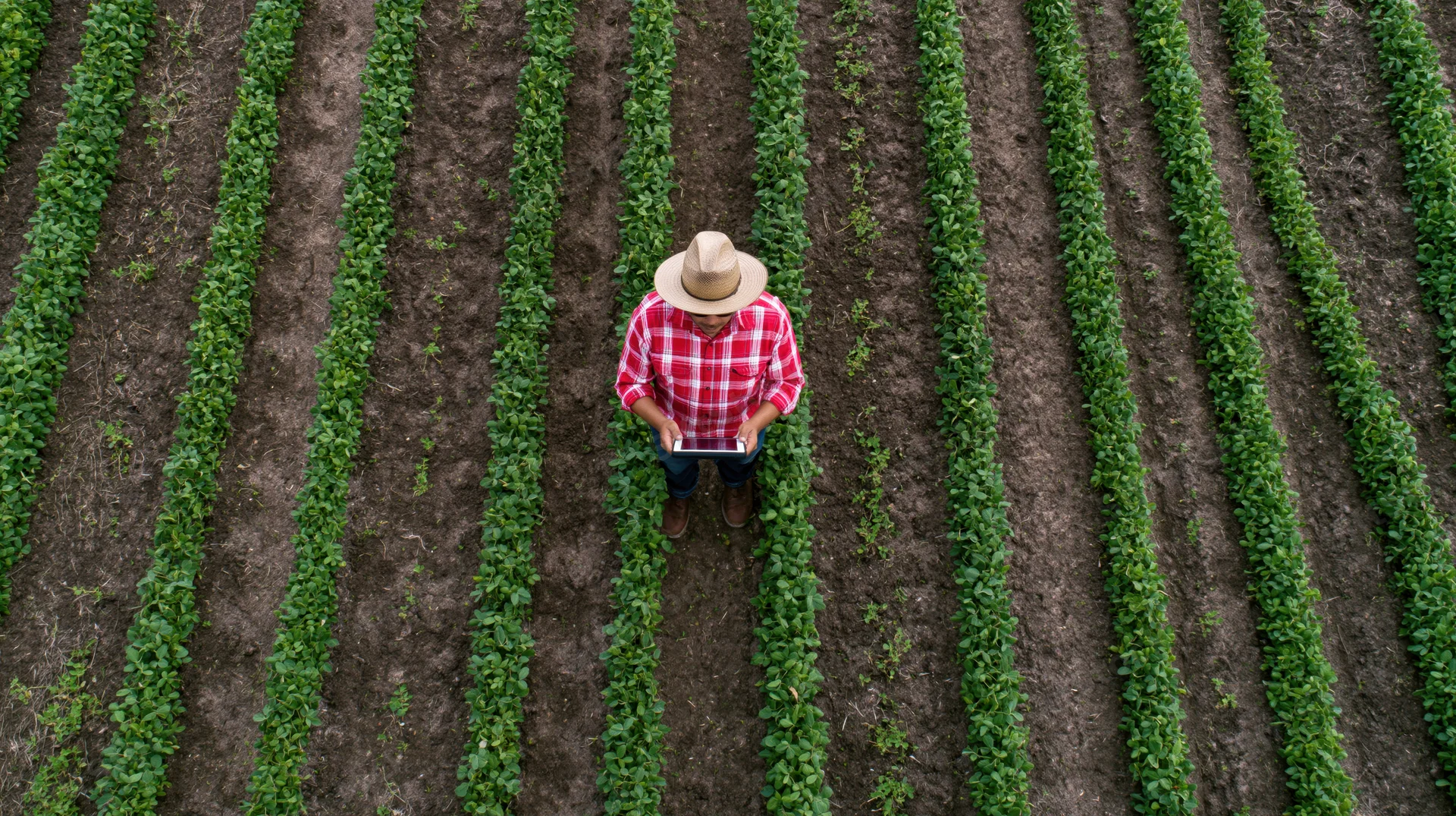 Farmer using tablet in crop field rows