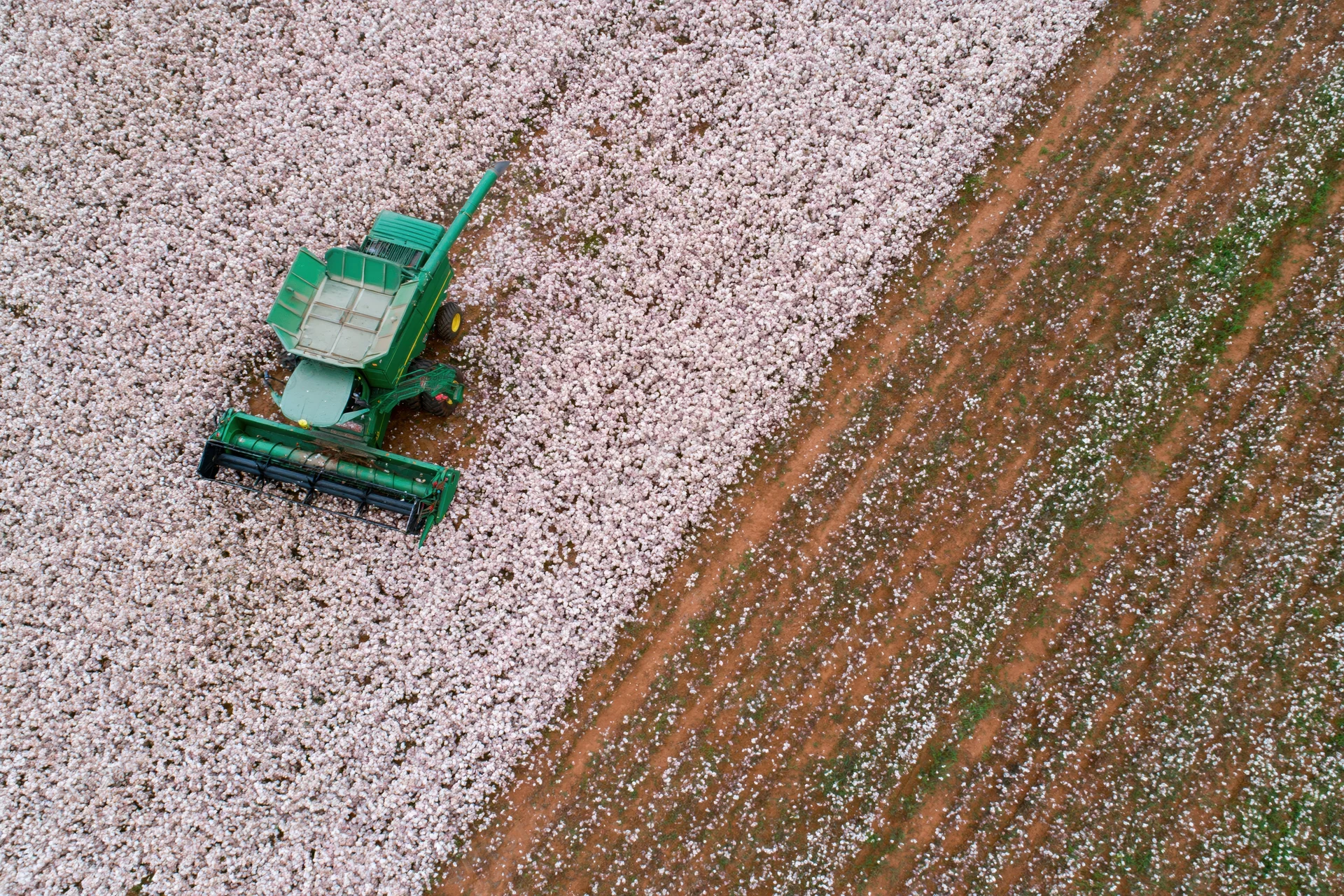 Green cotton harvester harvesting cotton in a field from above