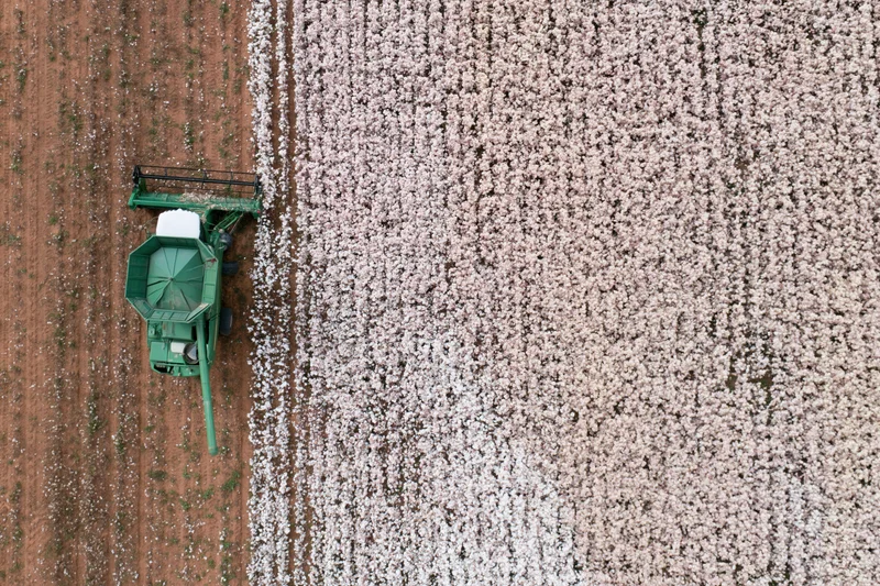 Aerial view of a cotton harvester working through a field