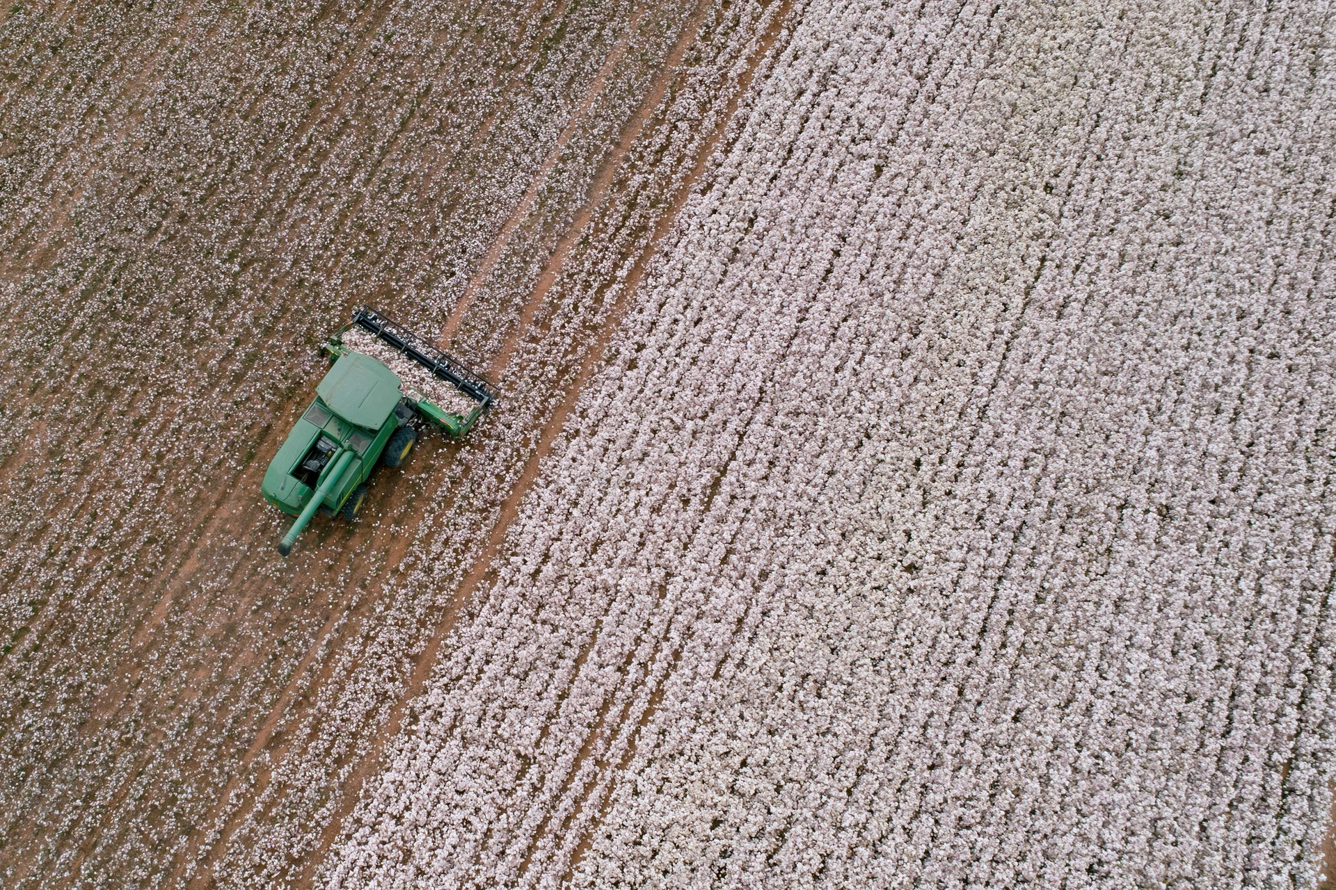 Green cotton harvester harvesting cotton in a field from above