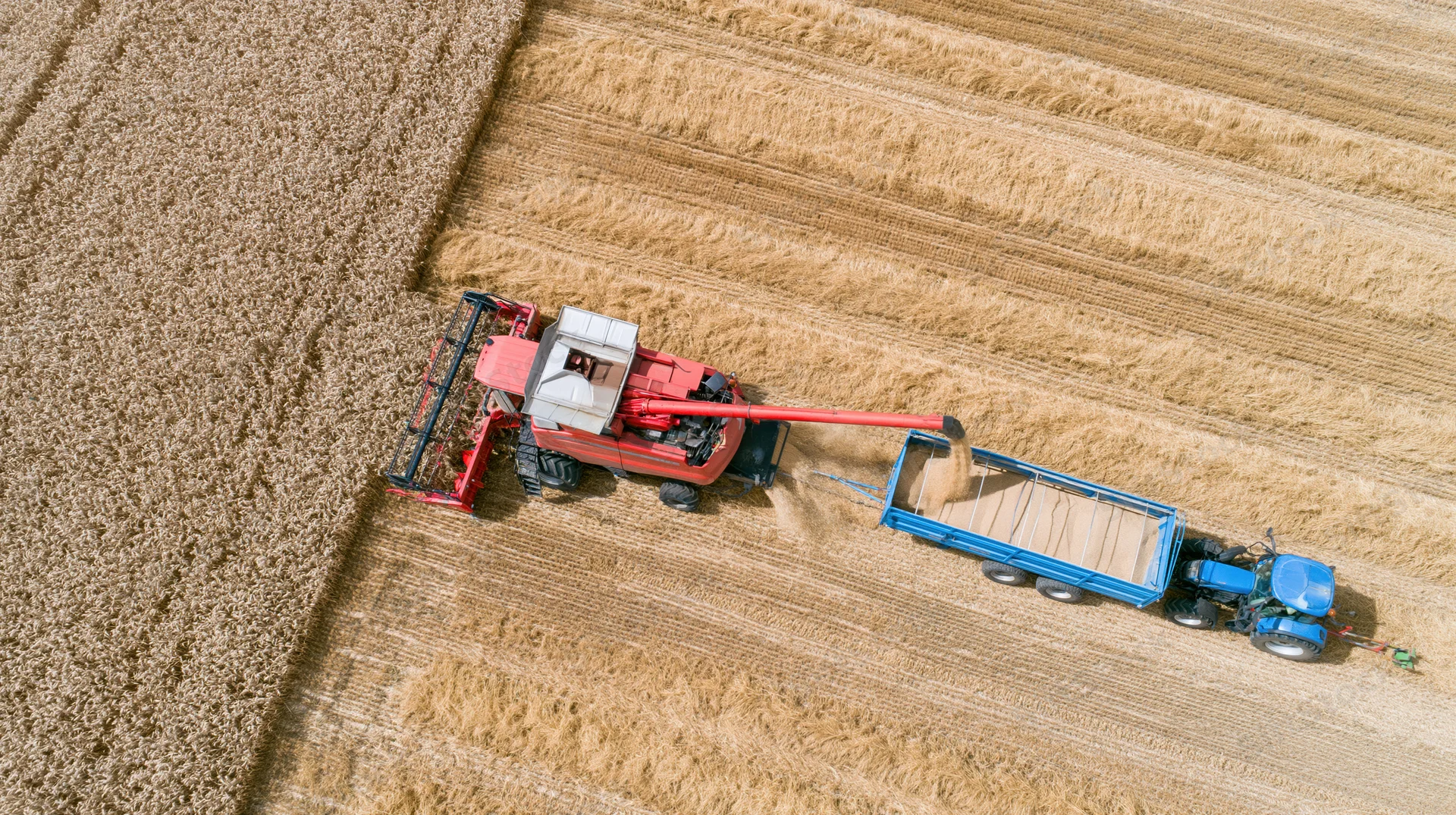 Red combine harvester transferring grain to blue tractor trailer in wheat field