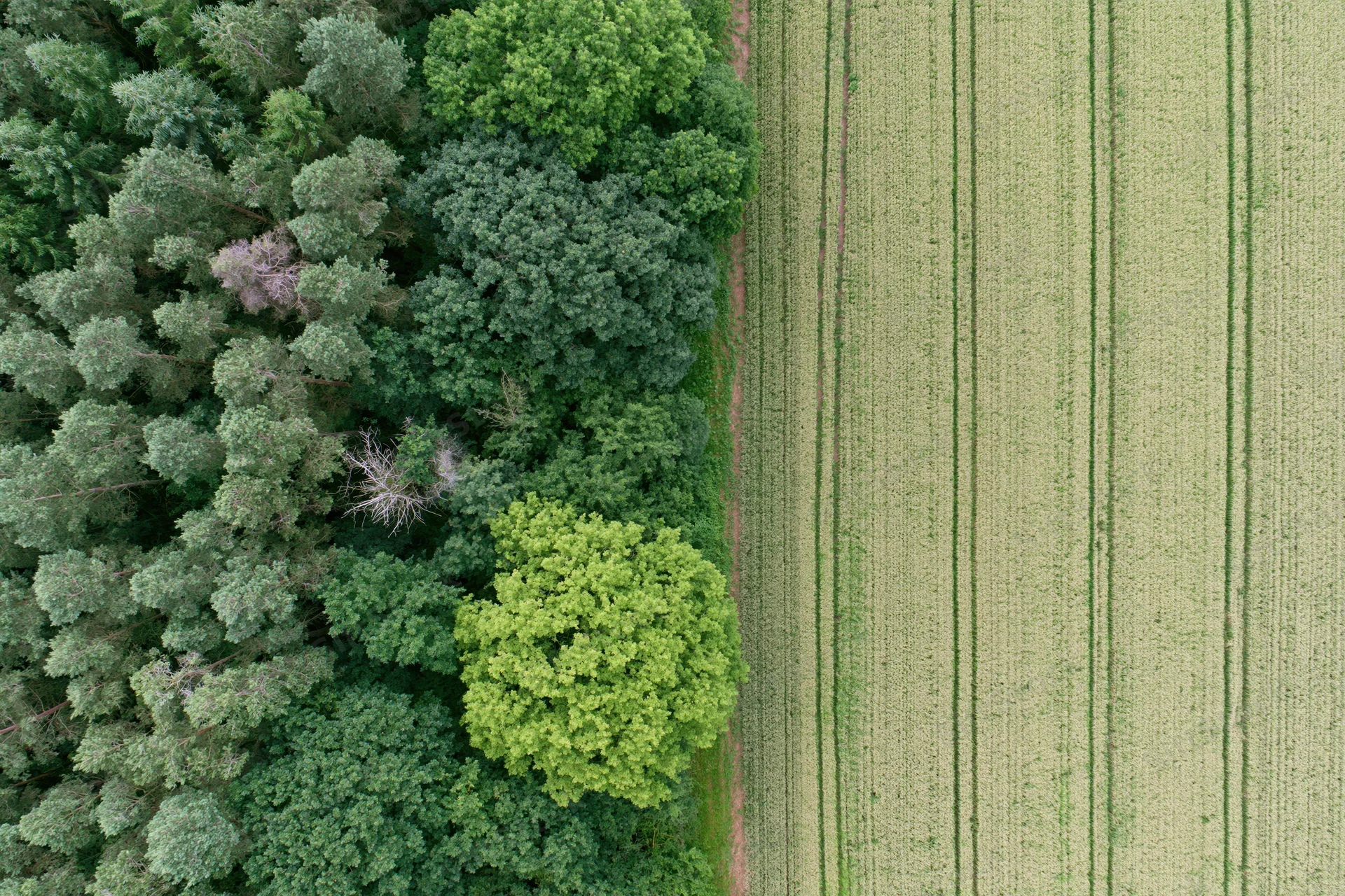 Aerial top-down view of a sharp boundary between dense forest and cultivated corn field