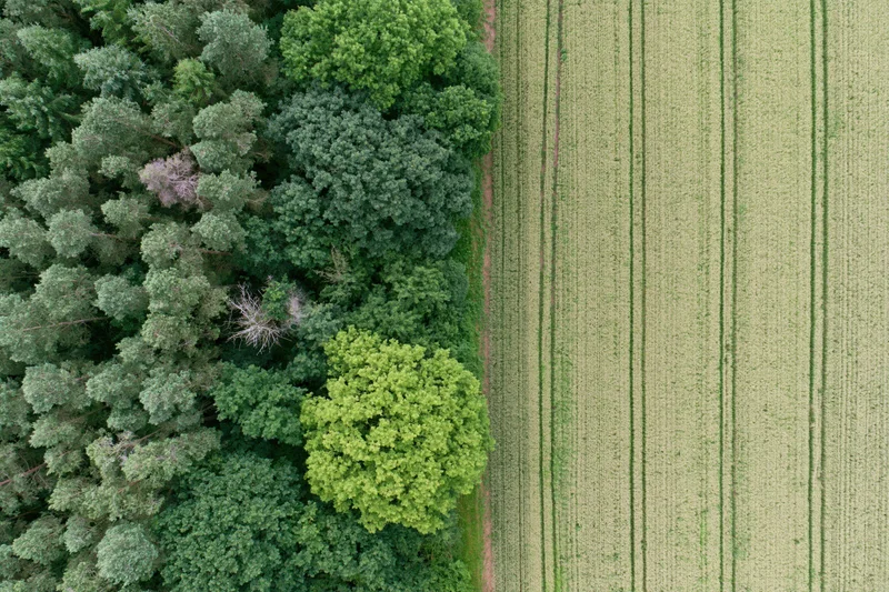 Aerial top-down view of a sharp boundary between dense forest and cultivated corn field
