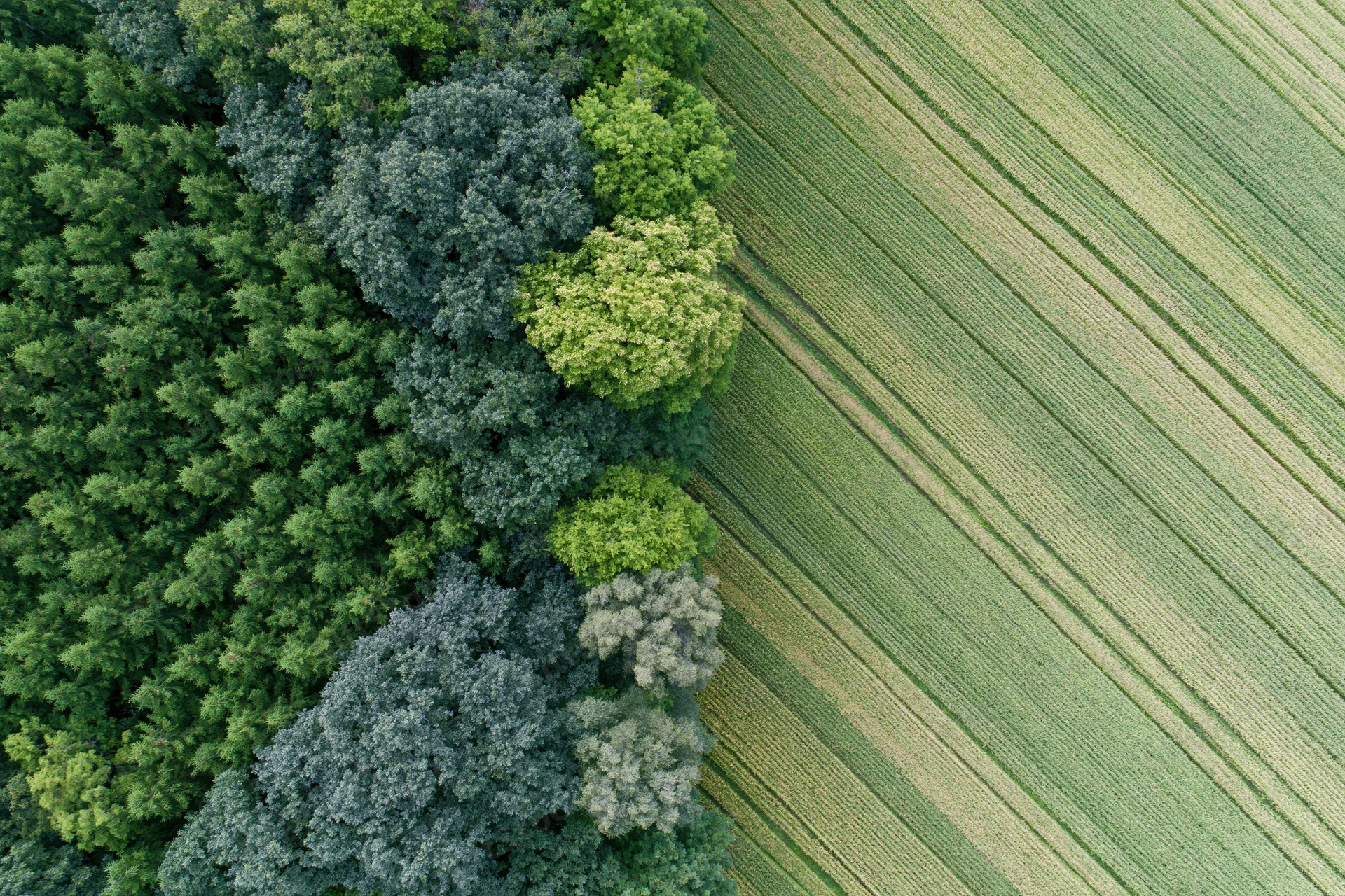 Aerial top-down view of a sharp boundary between dense mixed forest and cultivated field with crop rows