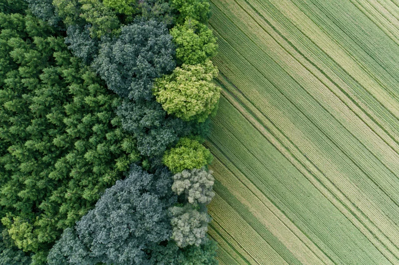 Aerial top-down view of a sharp boundary between dense mixed forest and cultivated field with crop rows