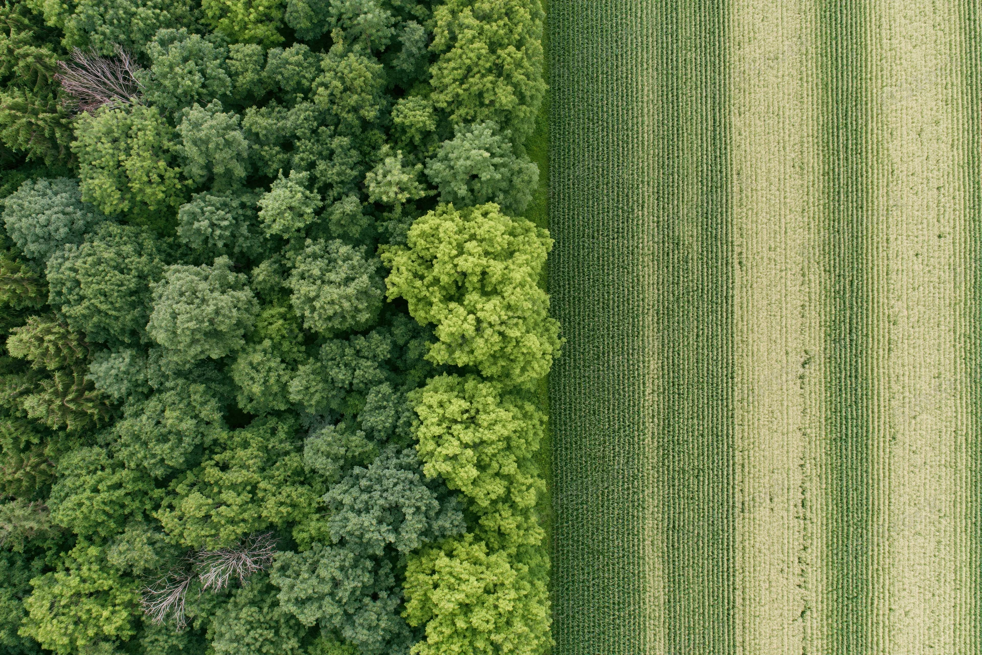 Aerial top-down view of dense forest meeting cultivated cornfield with sharp boundary
