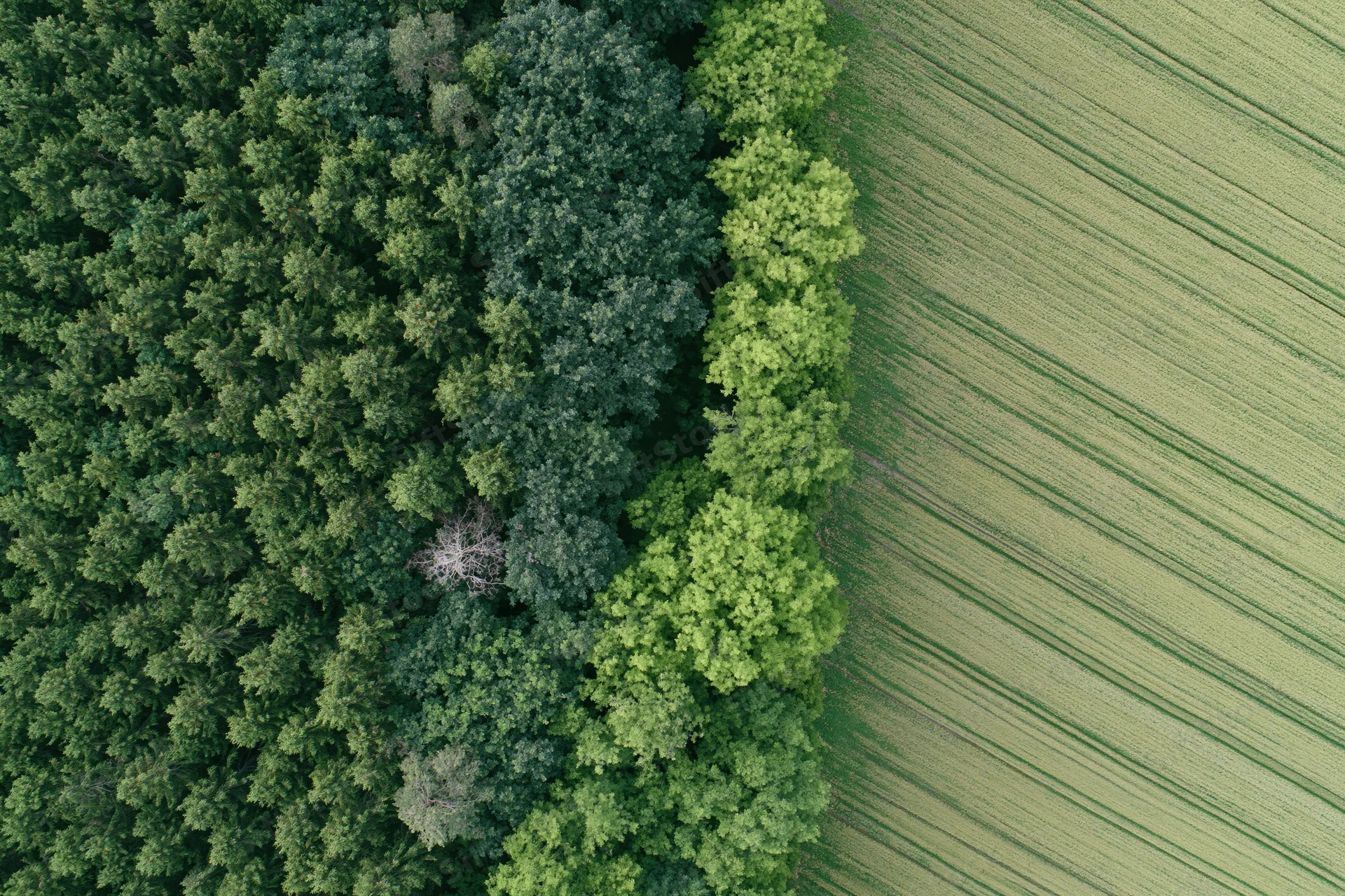 Aerial top-down view of a sharp boundary between dense forest and cultivated field