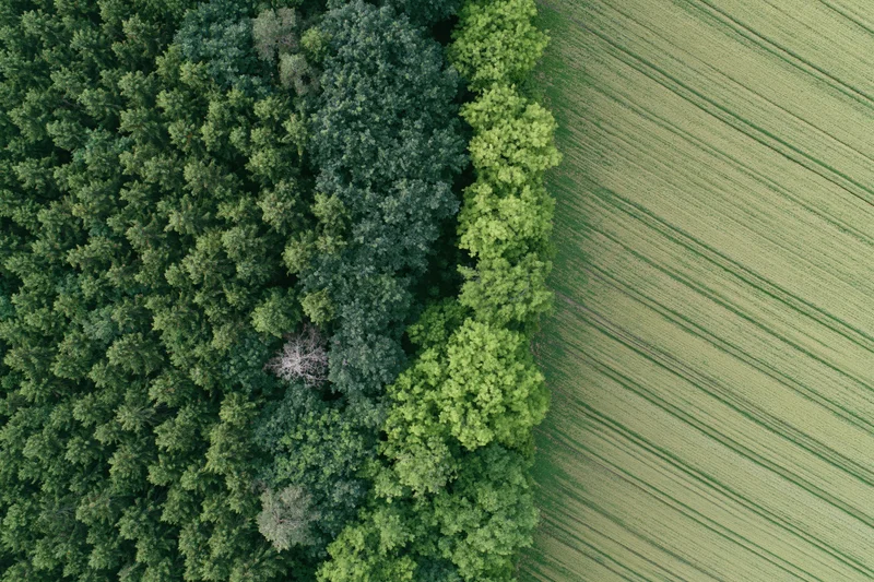 Aerial top-down view of a sharp boundary between dense forest and cultivated field