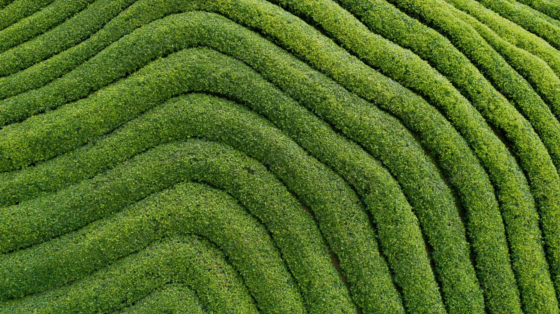 Aerial top-down view of a tea plantation with tightly packed rows of green tea bushes forming a patterned landscape