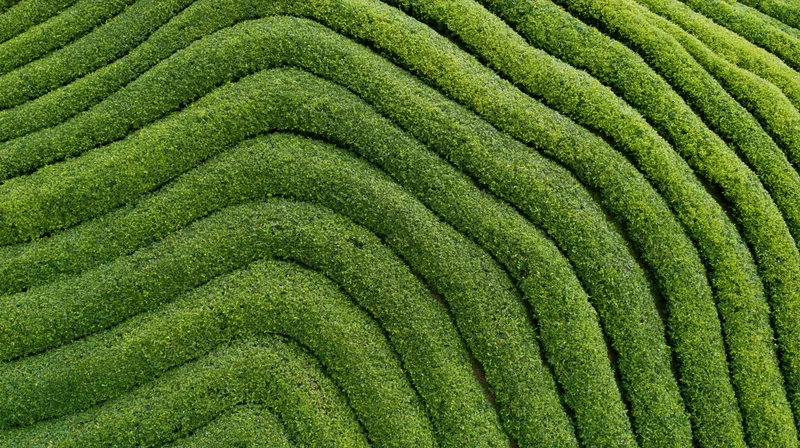 Aerial top-down view of a tea plantation with tightly packed rows of green tea bushes forming a patterned landscape