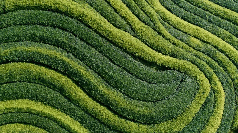 Aerial top-down view of a tea plantation with undulating green rows forming a patterned landscape