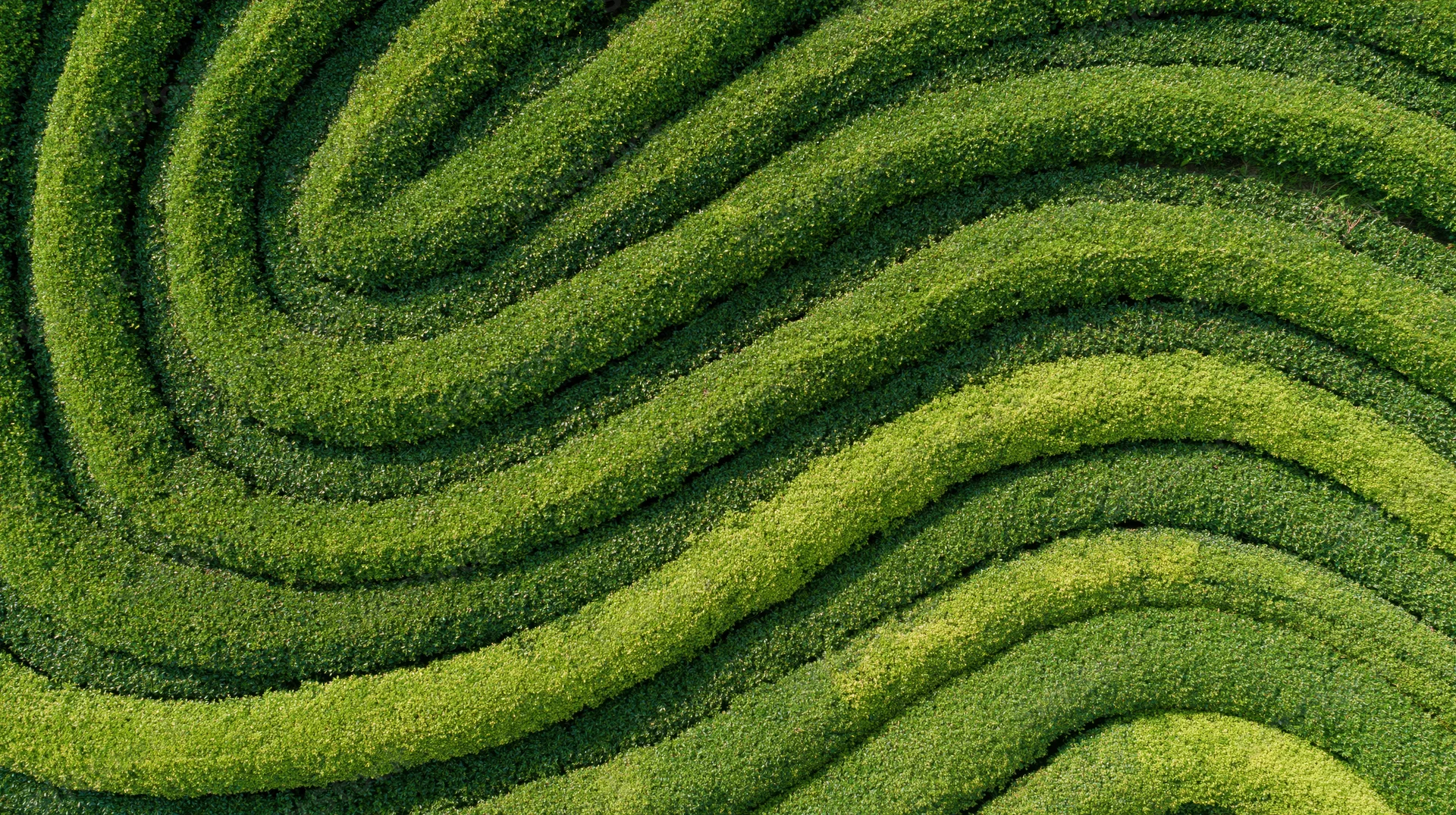 Aerial top-down view of a tea plantation with tightly packed rows forming swirling green patterns