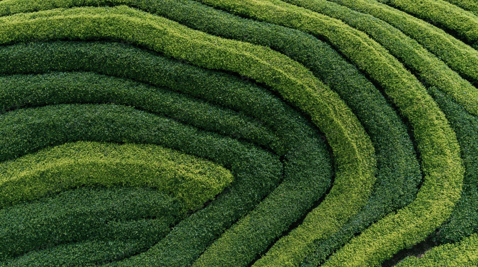 Aerial top-down view of a tea plantation with tightly packed rows forming curved patterns across the landscape