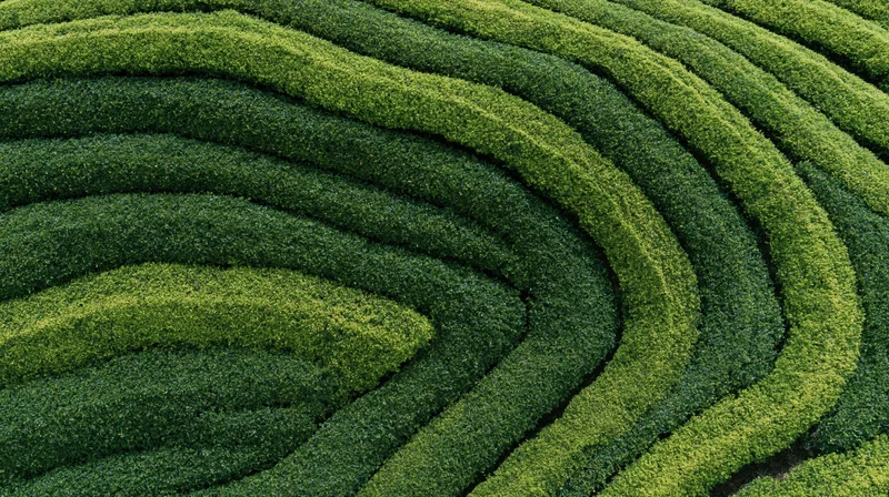 Aerial top-down view of a tea plantation with tightly packed rows forming curved patterns across the landscape