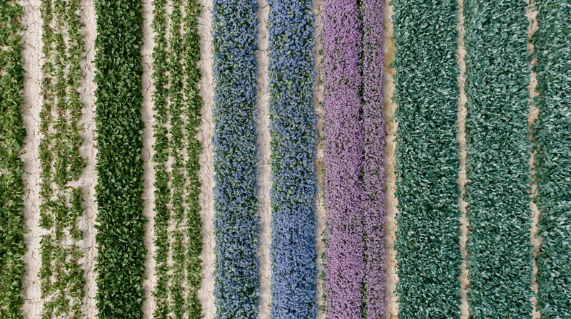 Aerial top-down view of parallel crop rows in a cultivated field