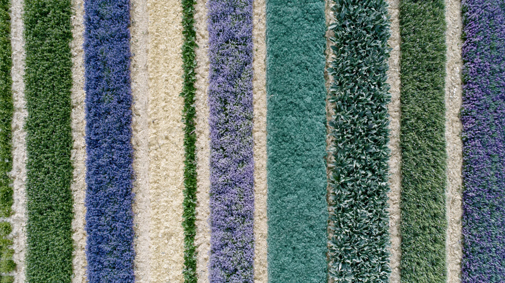 Aerial top-down view of parallel crop rows in a cultivated field