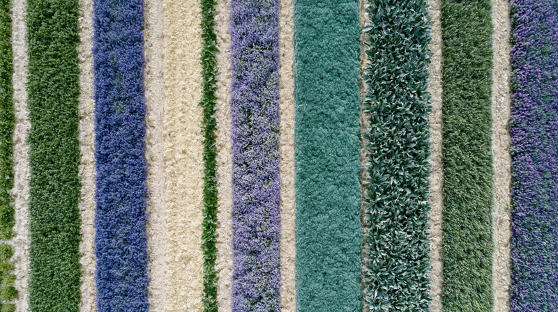 Aerial top-down view of parallel crop rows in a cultivated field