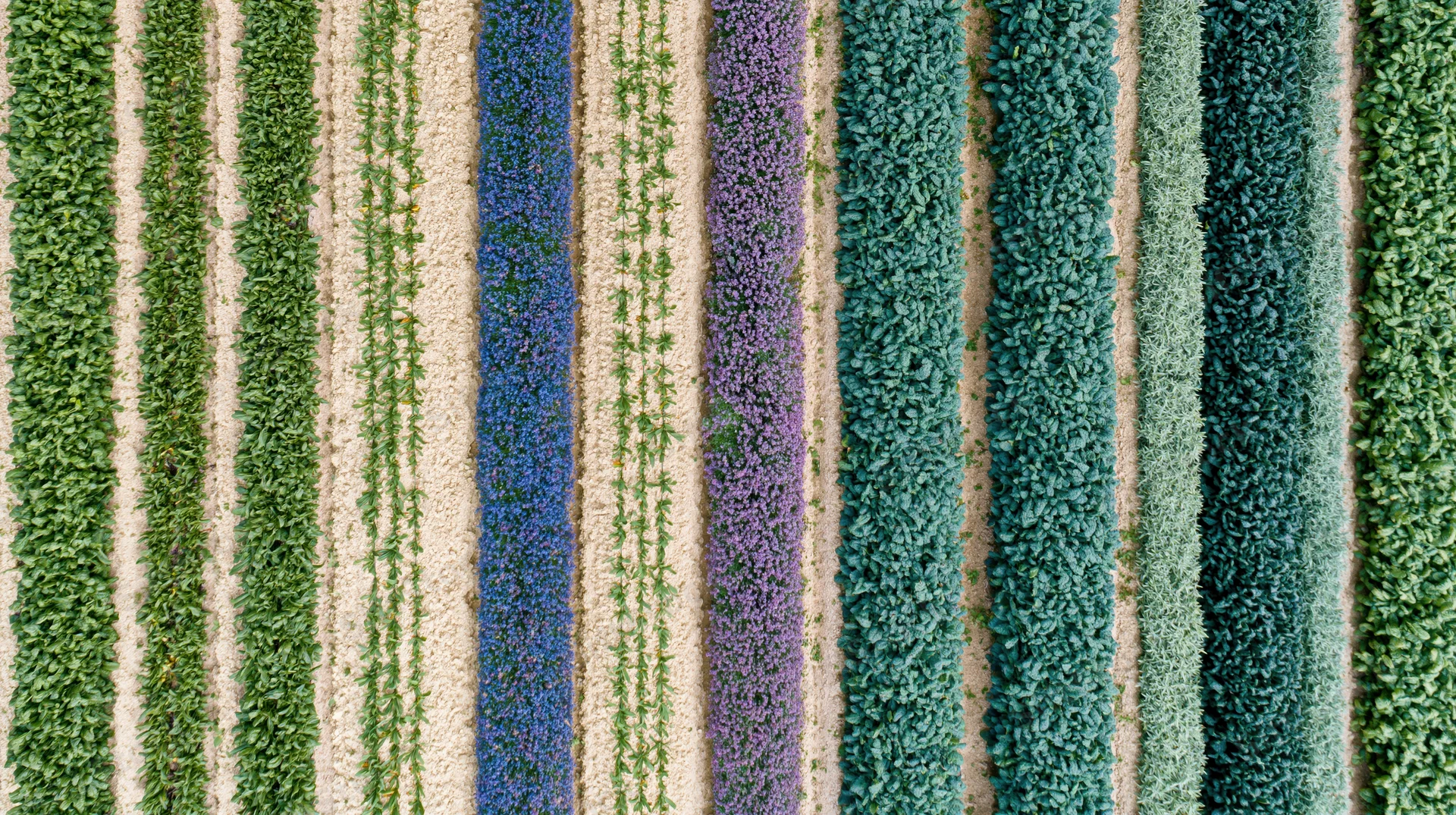 Aerial top-down view of parallel crop rows in a cultivated field showing green, blue, purple, and teal vegetation patterns