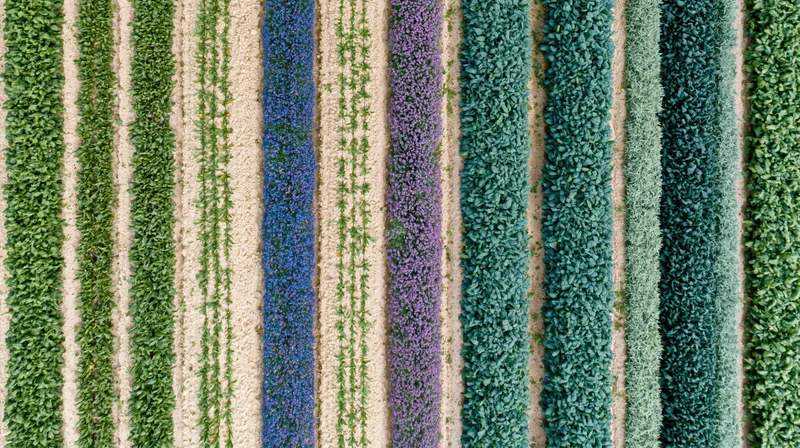 Aerial top-down view of parallel crop rows in a cultivated field showing green, blue, purple, and teal vegetation patterns