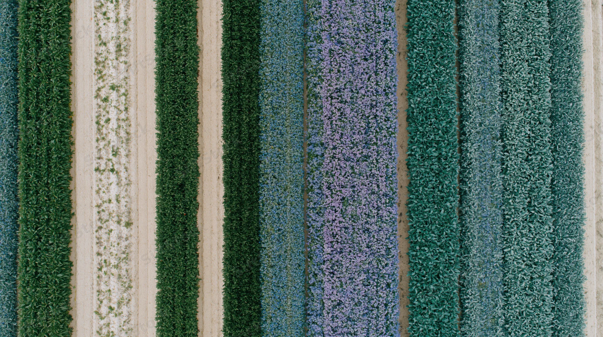 Aerial top-down view of parallel crop rows in a cultivated field