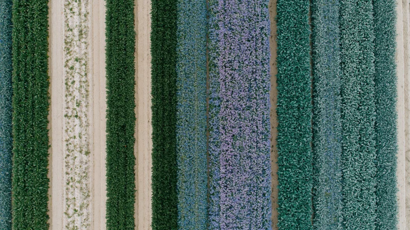 Aerial top-down view of parallel crop rows in a cultivated field