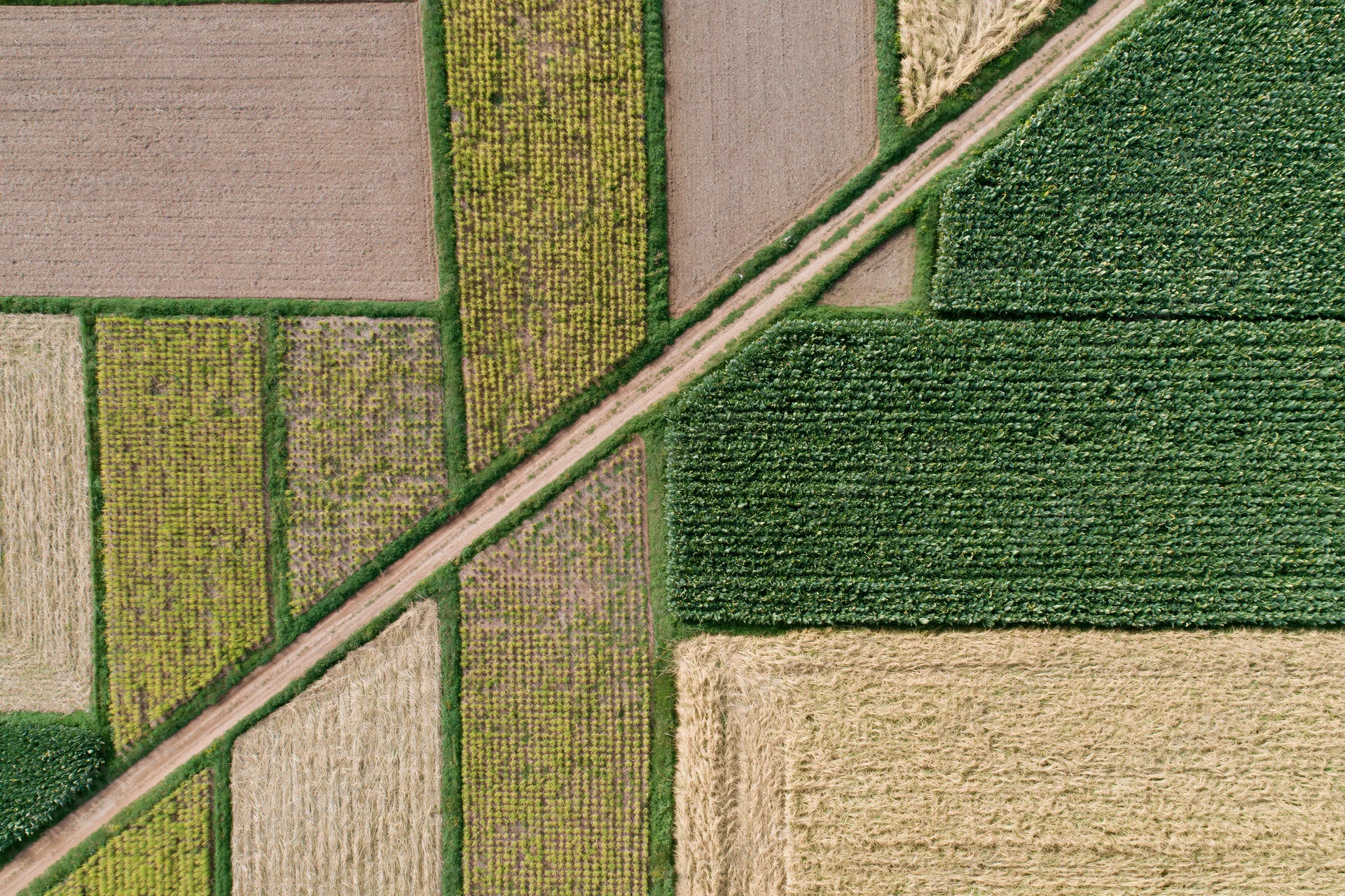 Aerial top-down view of patchwork agricultural fields divided by dirt paths and crop rows