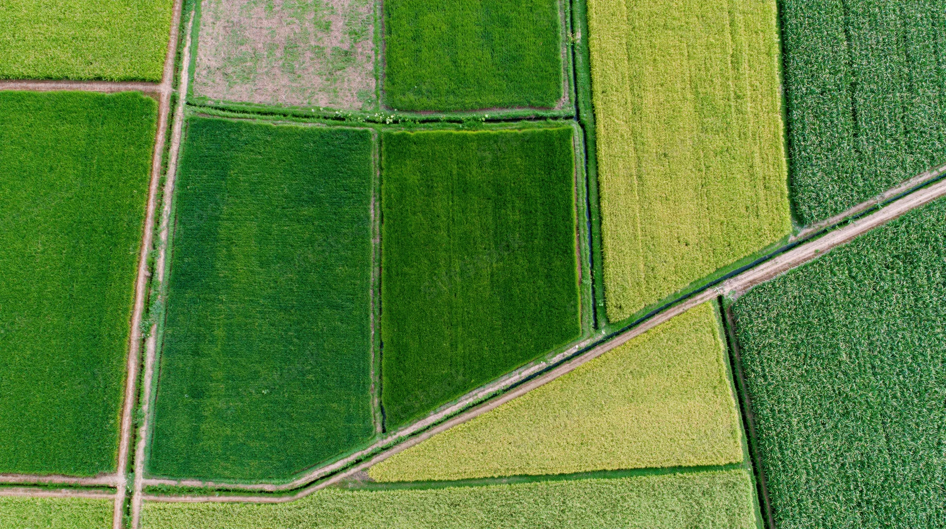 Aerial top-down view of patchwork rice paddies in a rural landscape