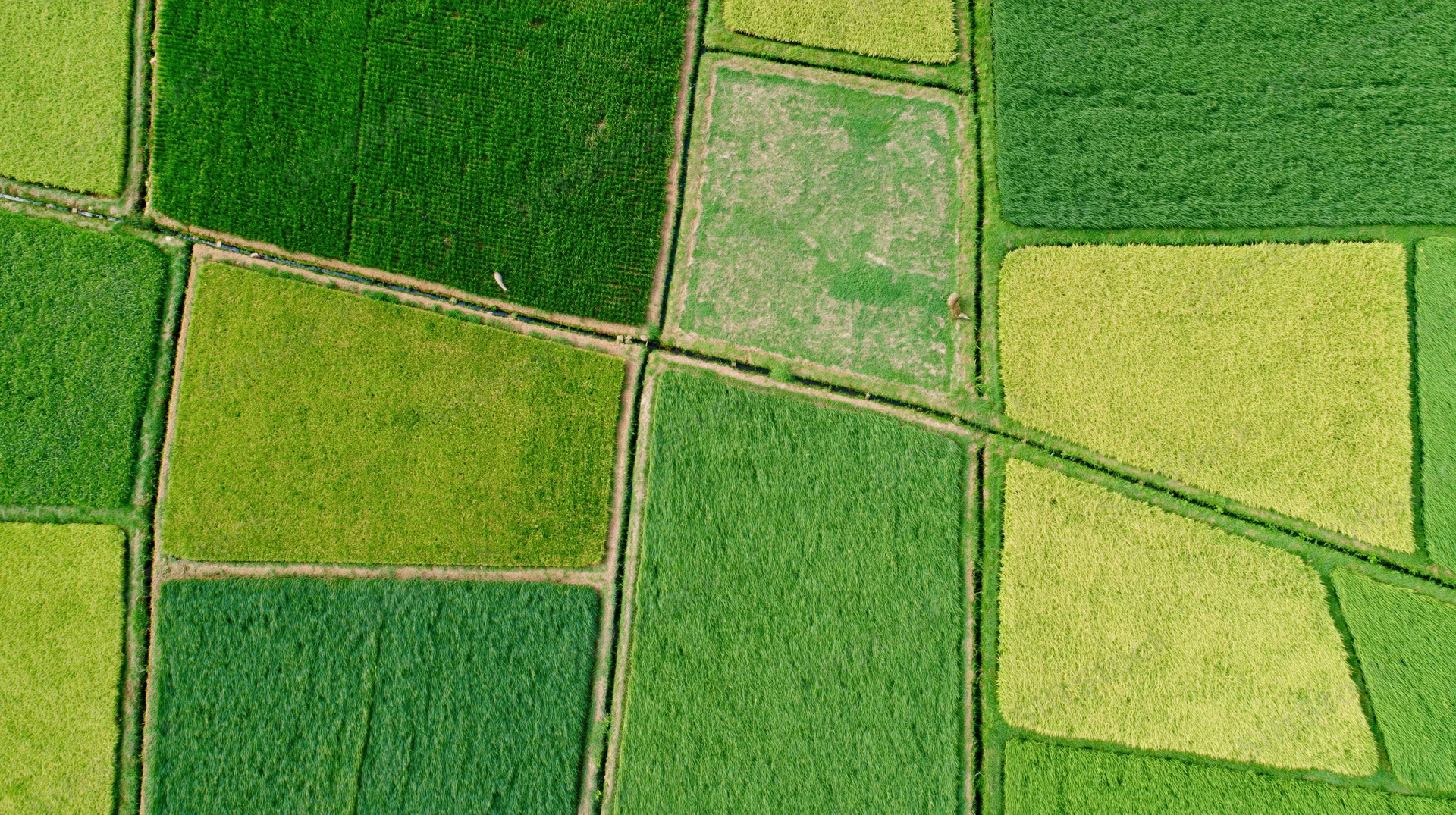 Aerial top-down view of patchwork rice paddies in a cultivated rural landscape