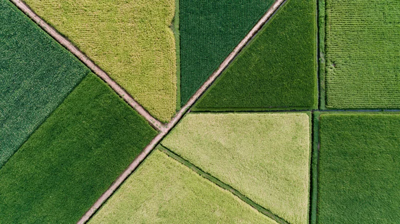 Aerial top-down view of patchwork rice paddies in a cultivated rural landscape
