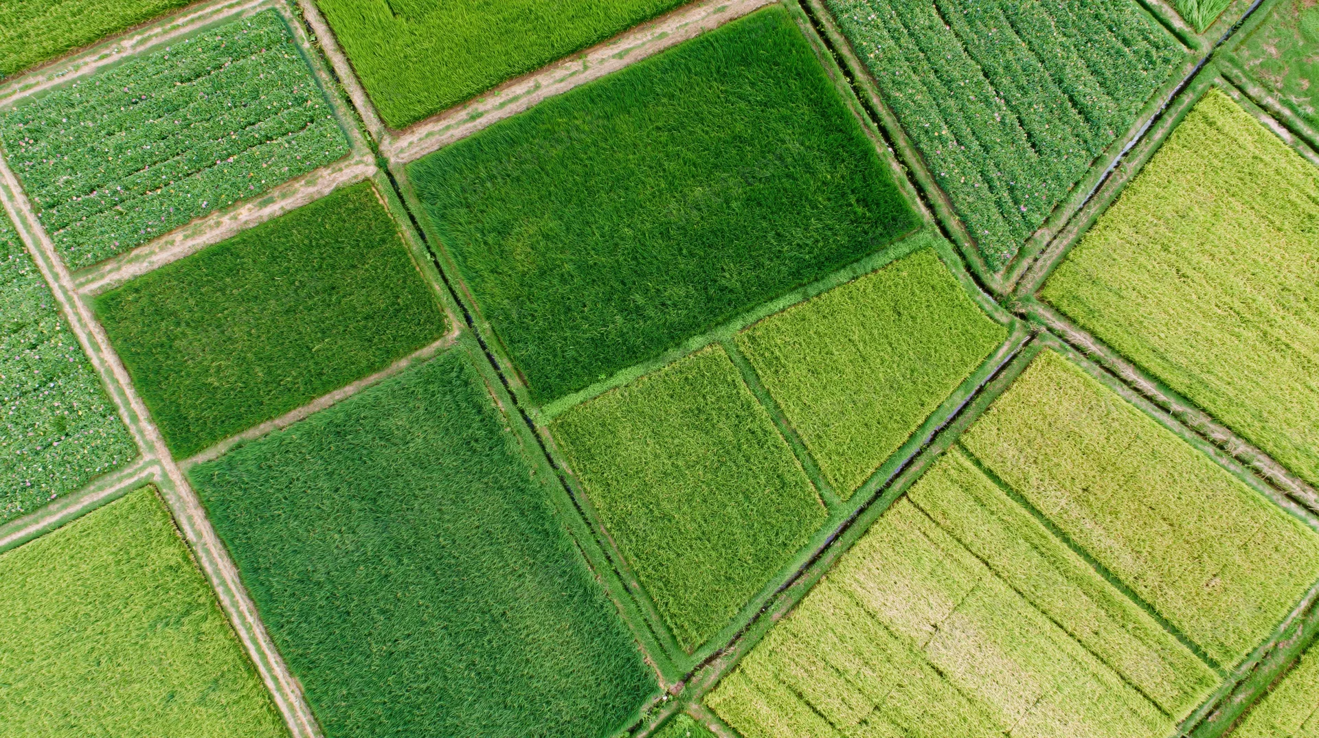 Aerial top-down view of patchwork rice paddies in a cultivated rural landscape