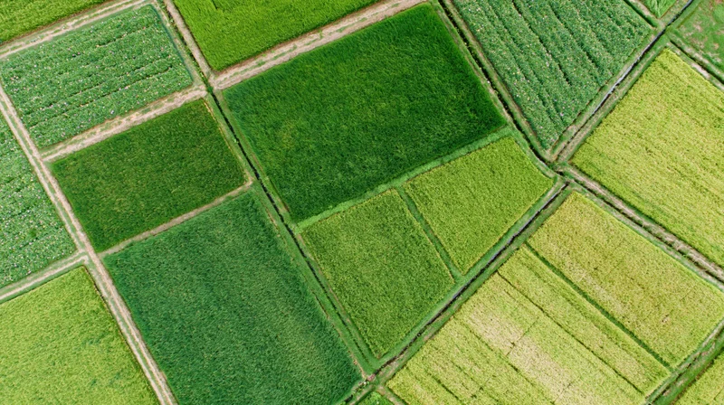 Aerial top-down view of patchwork rice paddies in a cultivated rural landscape