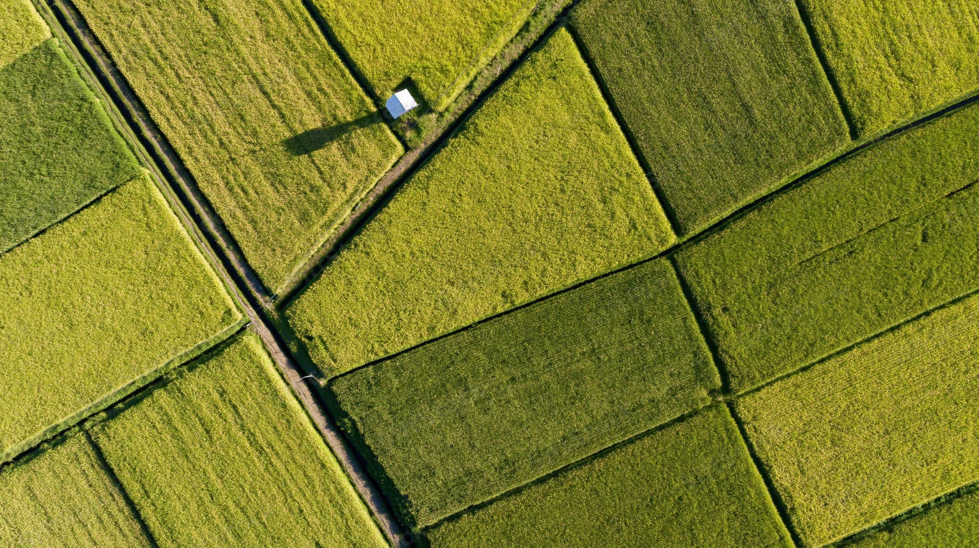 Aerial top-down view of patchwork rice paddy fields divided by irrigation canals in rural landscape