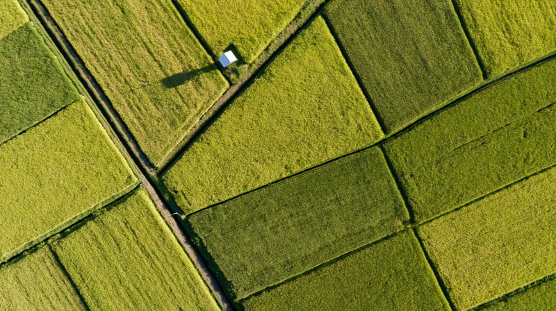 Aerial top-down view of patchwork rice paddy fields divided by irrigation canals in rural landscape