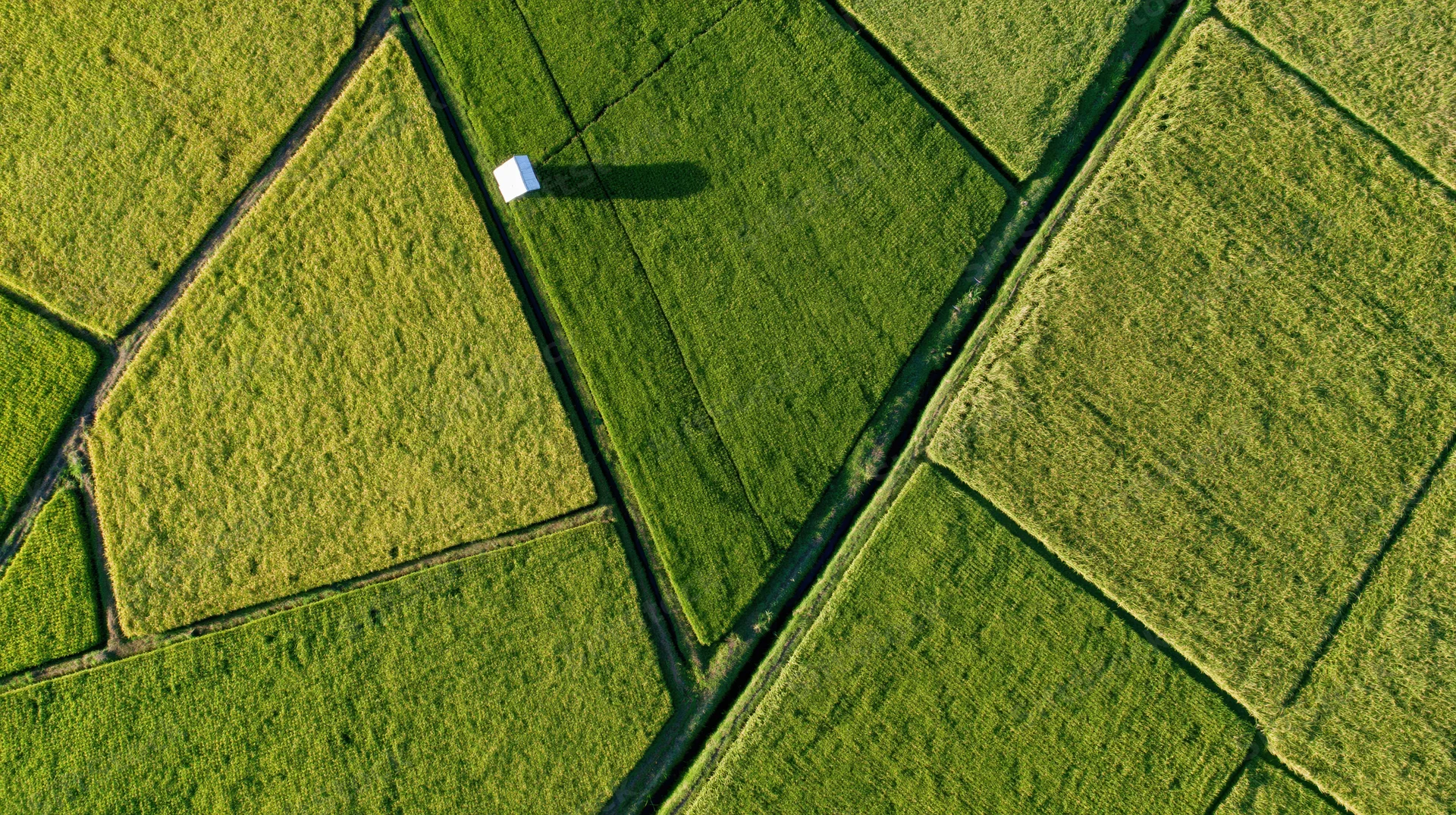 Aerial top-down view of patchwork rice paddy fields divided by dark paths with a small white structure casting a shadow