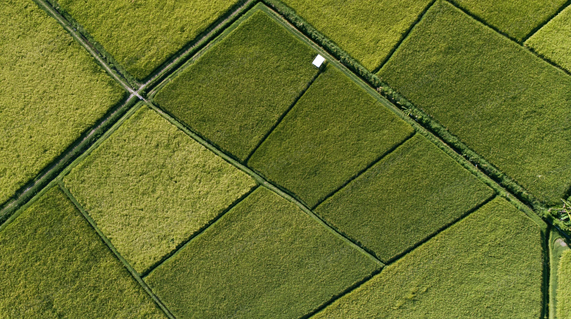 Aerial top-down view of patchwork rice paddy fields divided by narrow paths and bordered by green vegetation